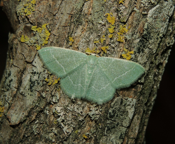Phaiogramma etruscaria Geometridae
